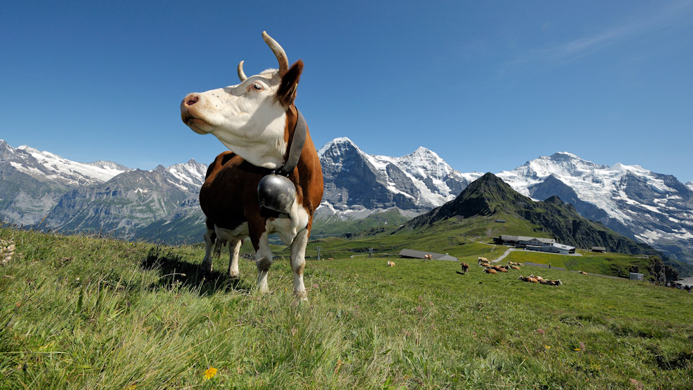 Jungfrau Region: Kuh auf Maennlichen